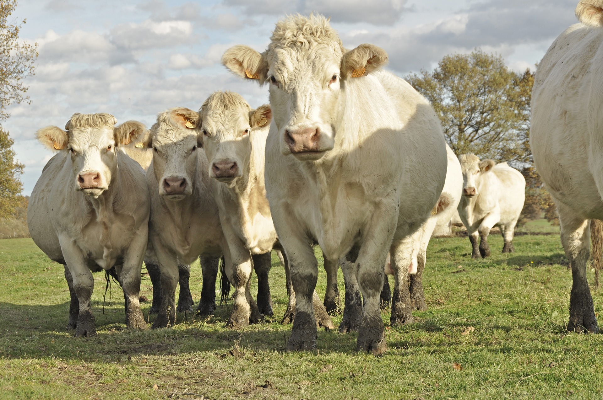 Charolais meatstuttgart